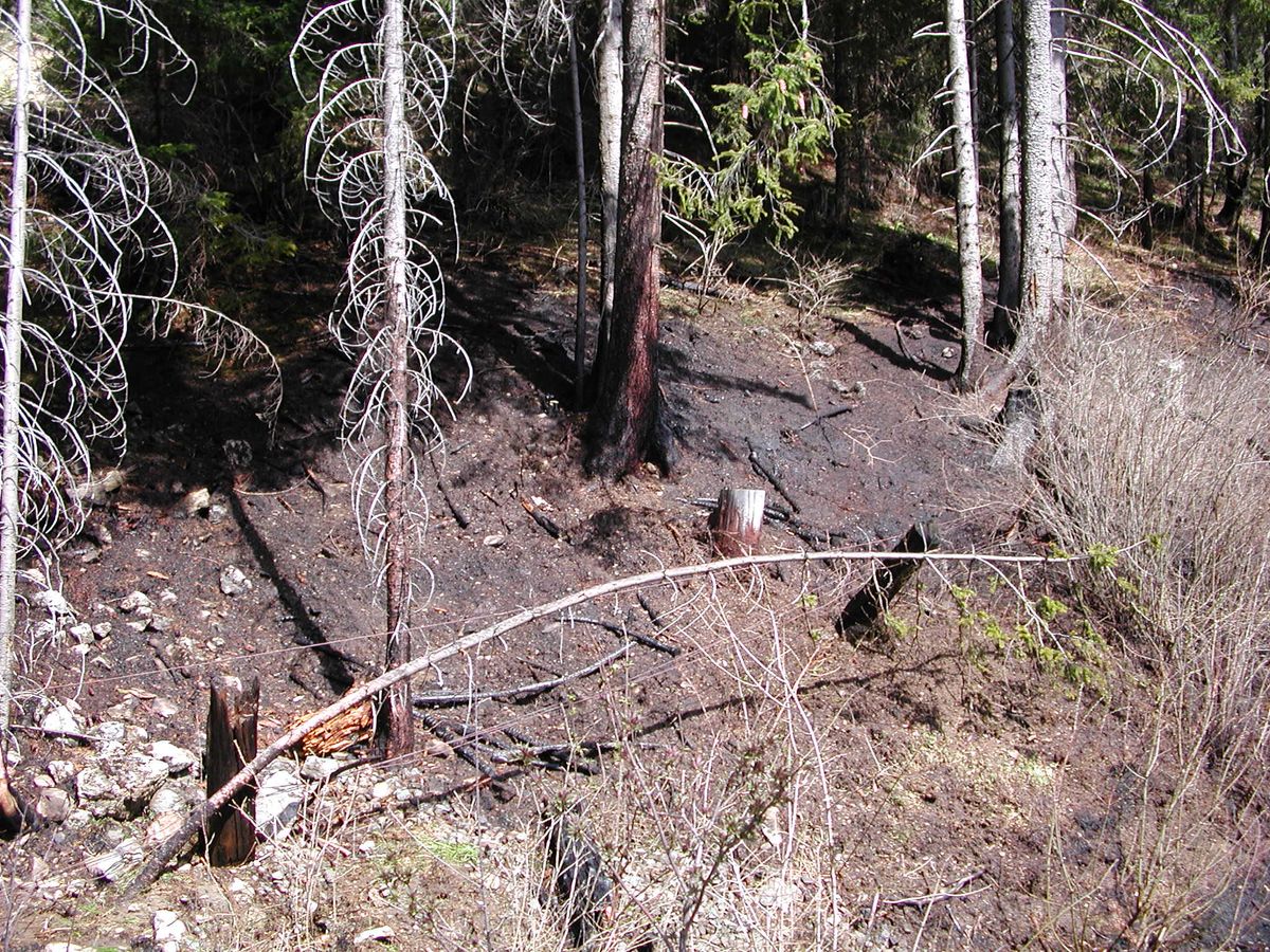 Waldboden verbrannt