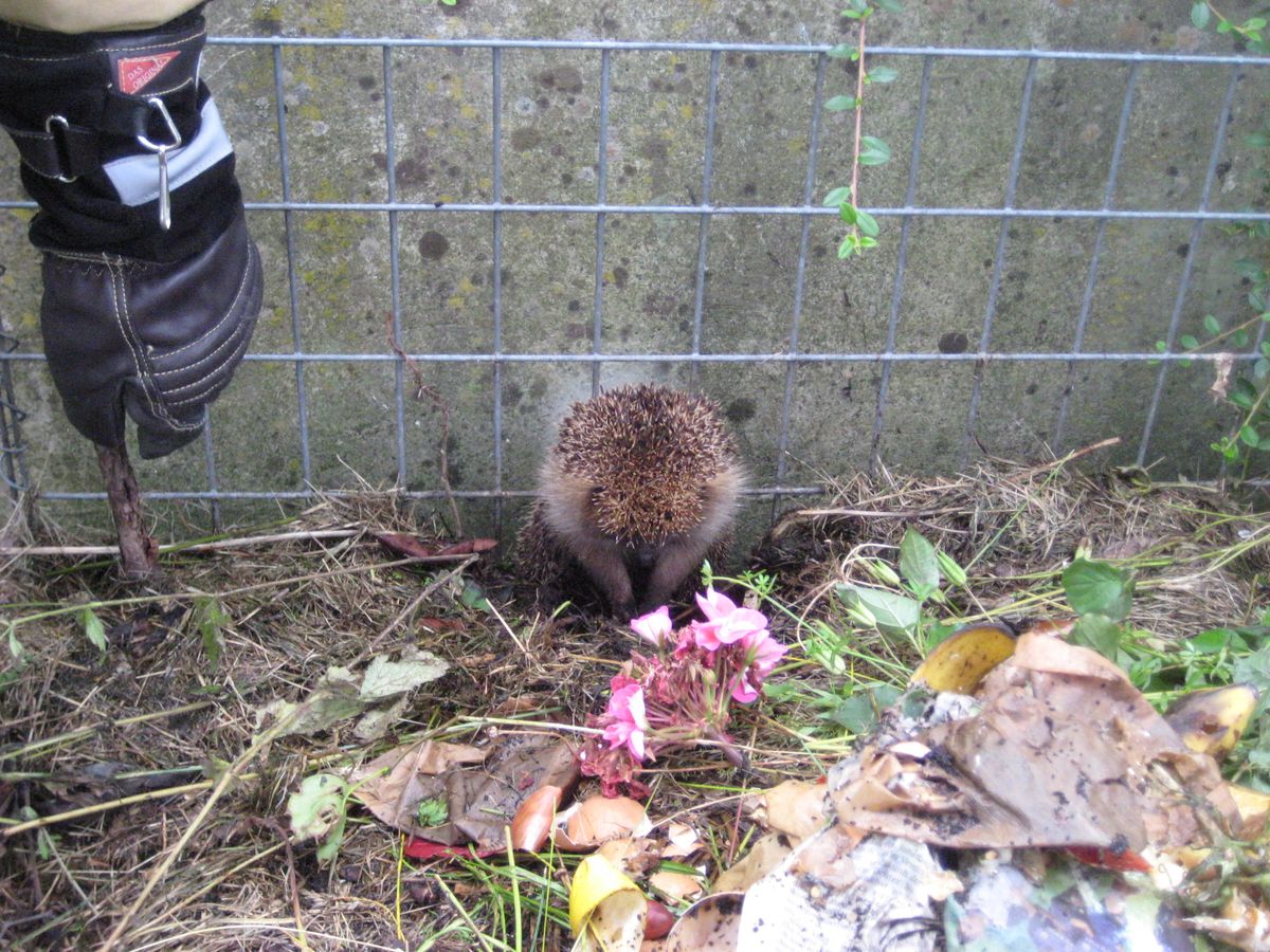 Ein Igel verfangen im Kompost